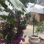 U' Iazzu أفولا