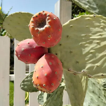 U' Iazzu فندق مبيت وإفطار